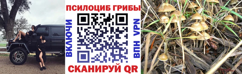 Галлюциногенные грибы прущие грибы  Купить  Верхотурье 